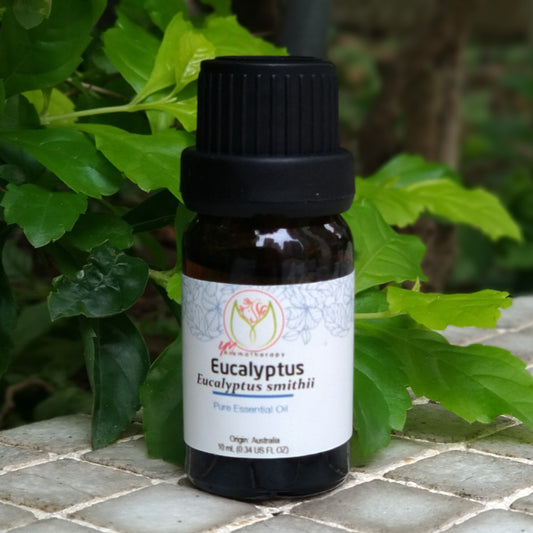 Eucalyptus Smithii Essential Oil 史密斯尤加利精油 10ml