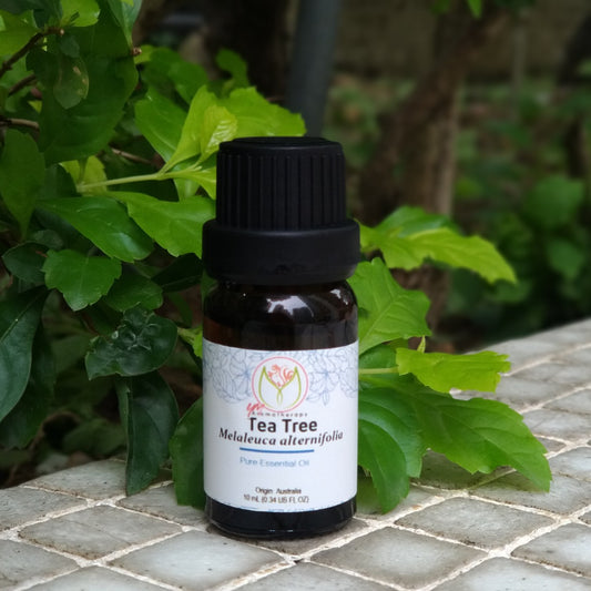 Tea Tree  Pure Essential Oil 茶樹純精油10ml